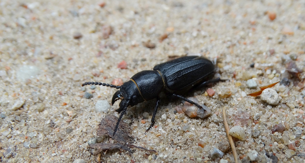 Kłopotek czarny (Spondylis buprestoides)