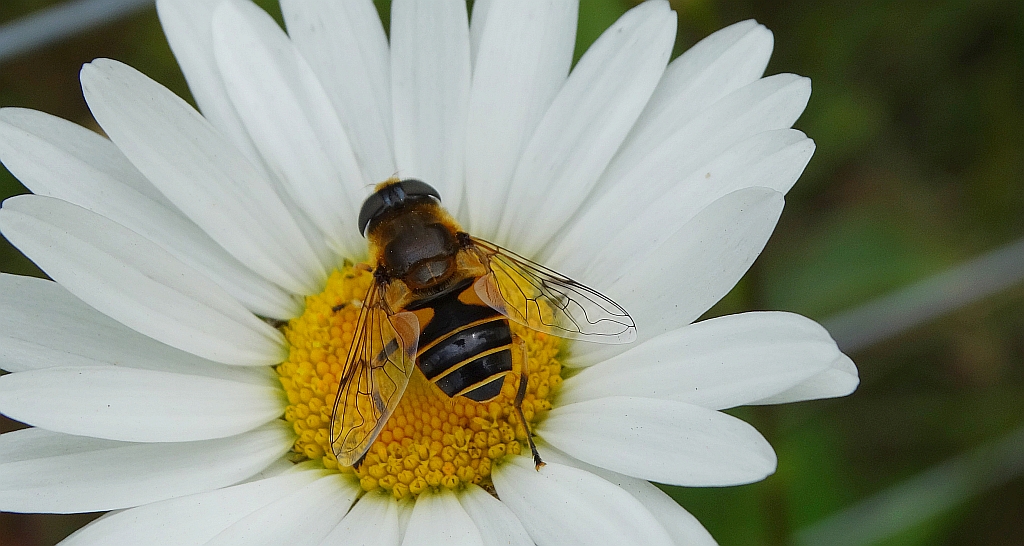 Bzyg (Eristalis lineata)