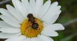 Bzyg (Eristalis lineata)
