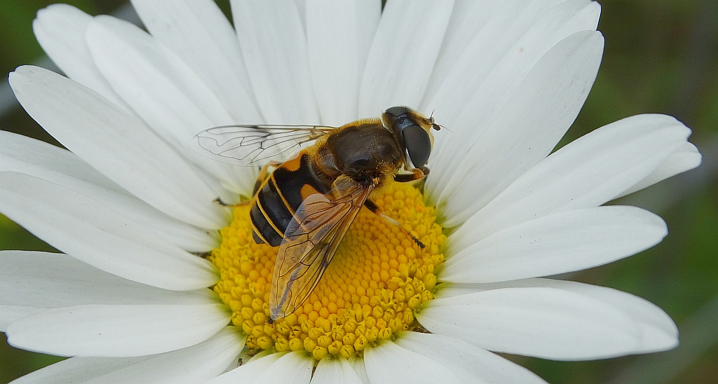 Bzyg (Eristalis lineata)