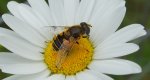 Bzyg (Eristalis lineata)