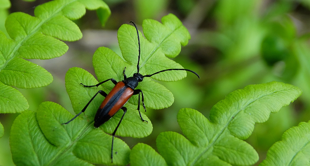 Strangalia czarniawa (Stenurella melanura)