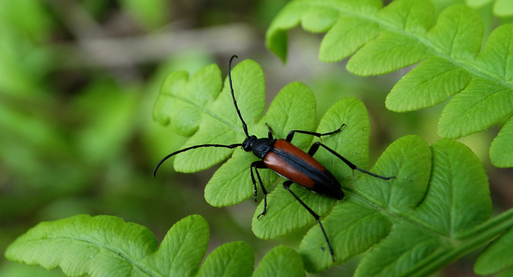 Strangalia czarniawa (Stenurella melanura)
