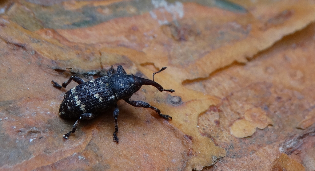 Smolik sosnowiec (Pissodes pini)