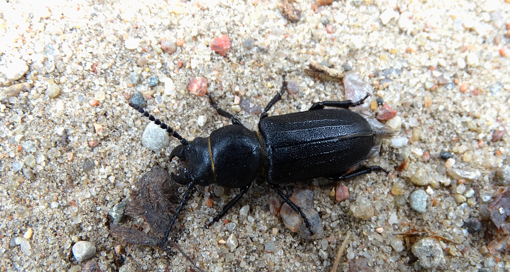 Kłopotek czarny (Spondylis buprestoides)