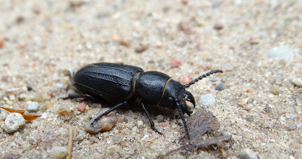 Kłopotek czarny (Spondylis buprestoides)