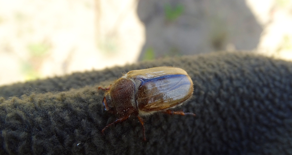 Guniak czerwczyk (Amphimallon solstitiale)