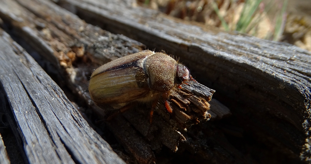 Guniak czerwczyk (Amphimallon solstitiale)