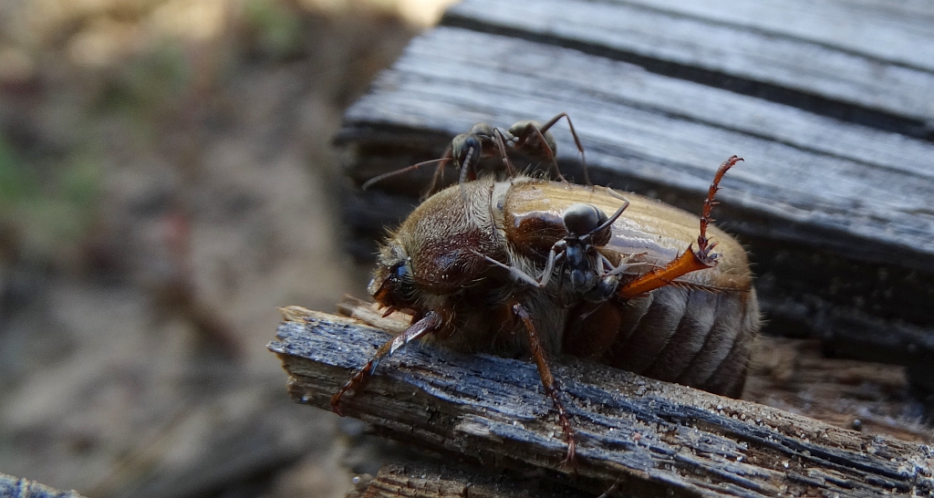 Guniak czerwczyk (Amphimallon solstitiale)