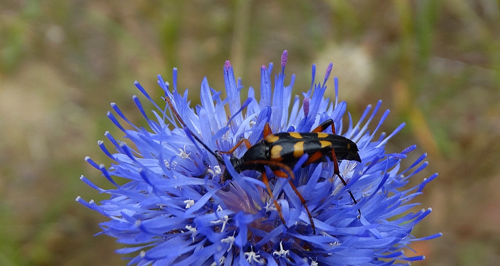 Strangalia wysmukła (Strangalia attenuata)