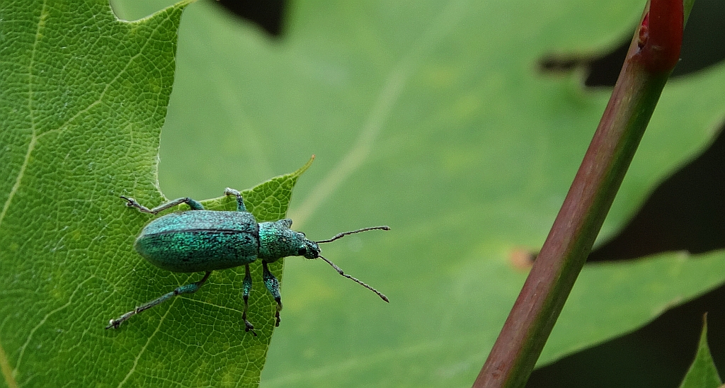 Naliściak (Phyllobius)