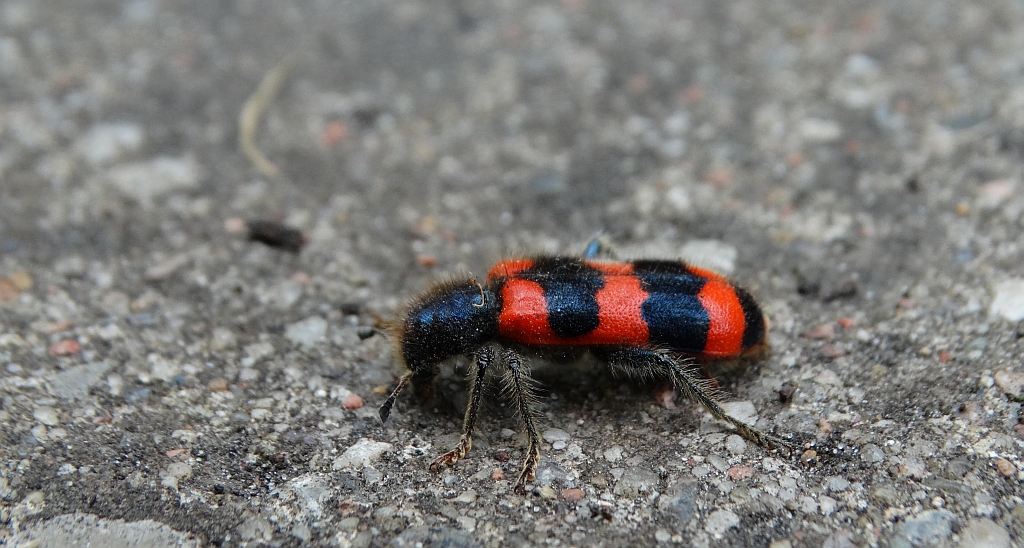 Barciel pszczołowiec (Trichodes apiarius)