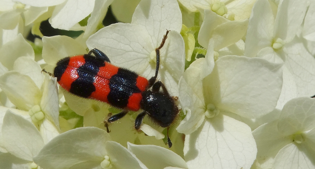 Barciel pszczołowiec (Trichodes apiarius)