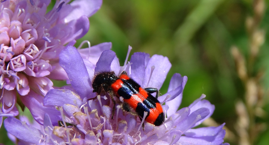 Barciel pszczołowiec (Trichodes apiarius)