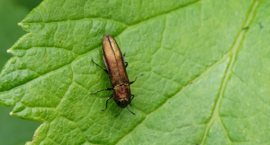 Opiętek (Agrilus sp.)