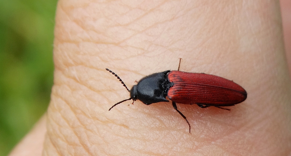 Sprężyk - Ampedus pomorum