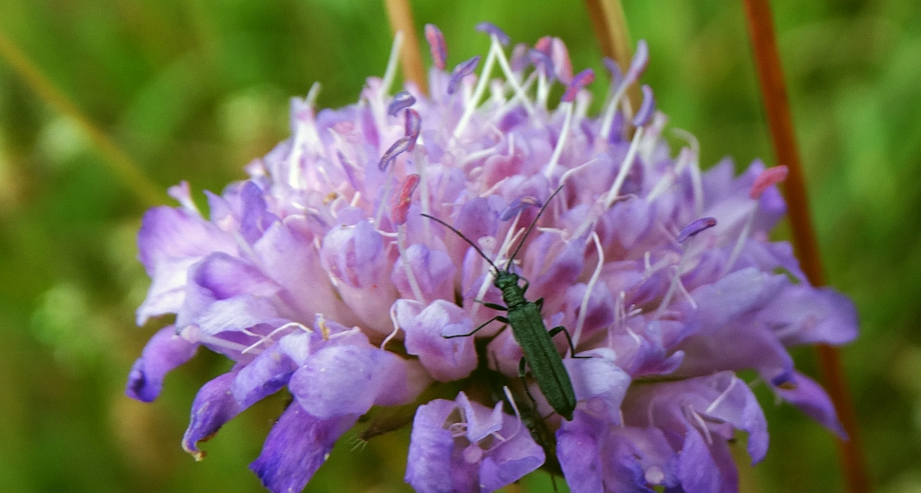 Zalęszczyca zielona (Oedemera virescens)