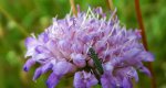 Zalęszczyca zielona (Oedemera virescens)