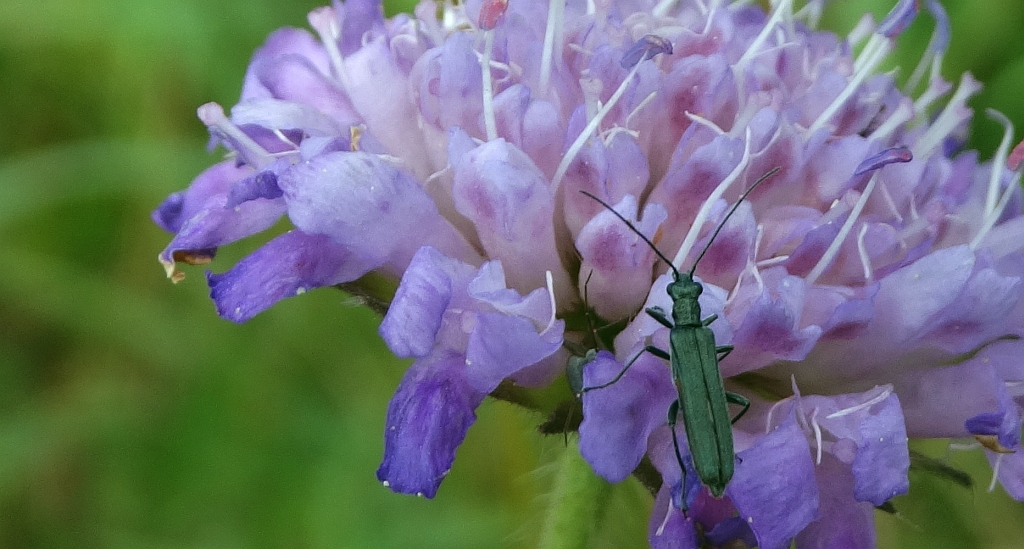 Zalęszczyca zielona (Oedemera virescens)