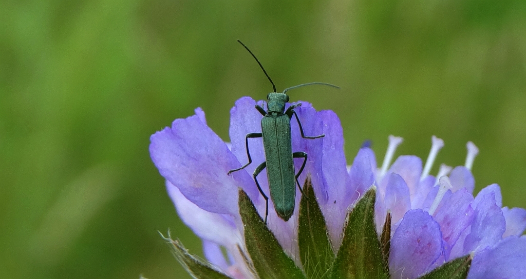 Zalęszczyca zielona (Oedemera virescens)