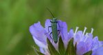 Zalęszczyca zielona (Oedemera virescens)