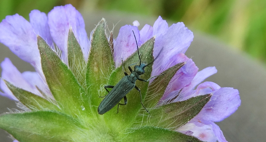 Zalęszczyca zielona (Oedemera virescens)