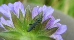 Zalęszczyca zielona (Oedemera virescens)