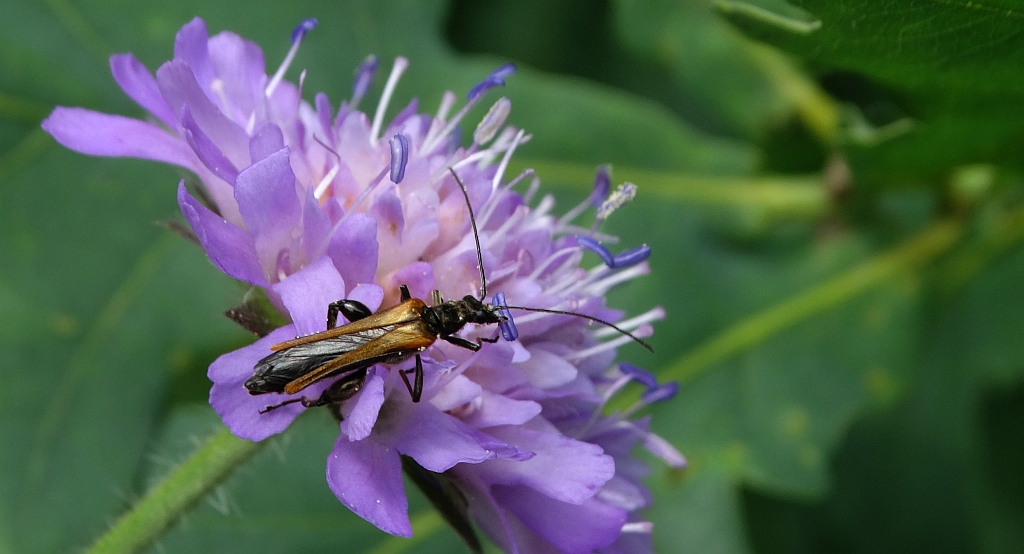 Zalęszczyca grubouda (Oedemera femorata)