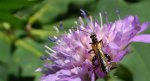 Zalęszczyca grubouda (Oedemera femorata)