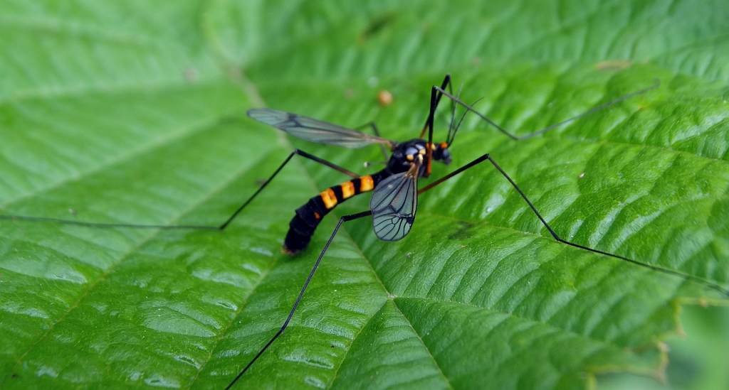 Nerkosz jesienny (Nephrocoma crocata)