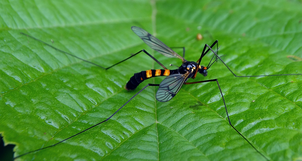 Nerkosz jesienny (Nephrocoma crocata)