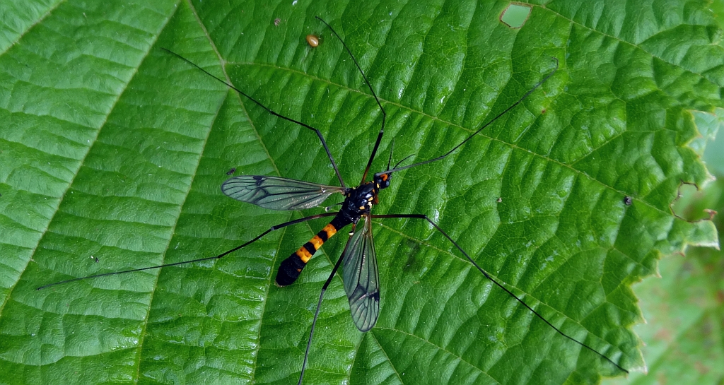 Nerkosz jesienny (Nephrocoma crocata)