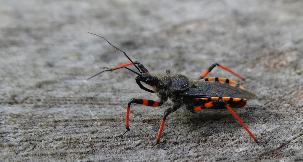 Srogoń napastnik (Rhinocoris annulatus)