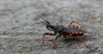 Srogoń napastnik (Rhinocoris annulatus)