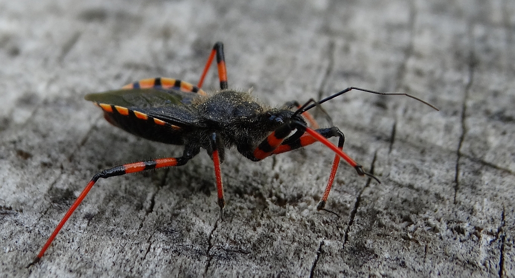 Srogoń napastnik (Rhinocoris annulatus)
