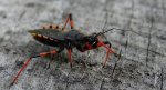 Srogoń napastnik (Rhinocoris annulatus)