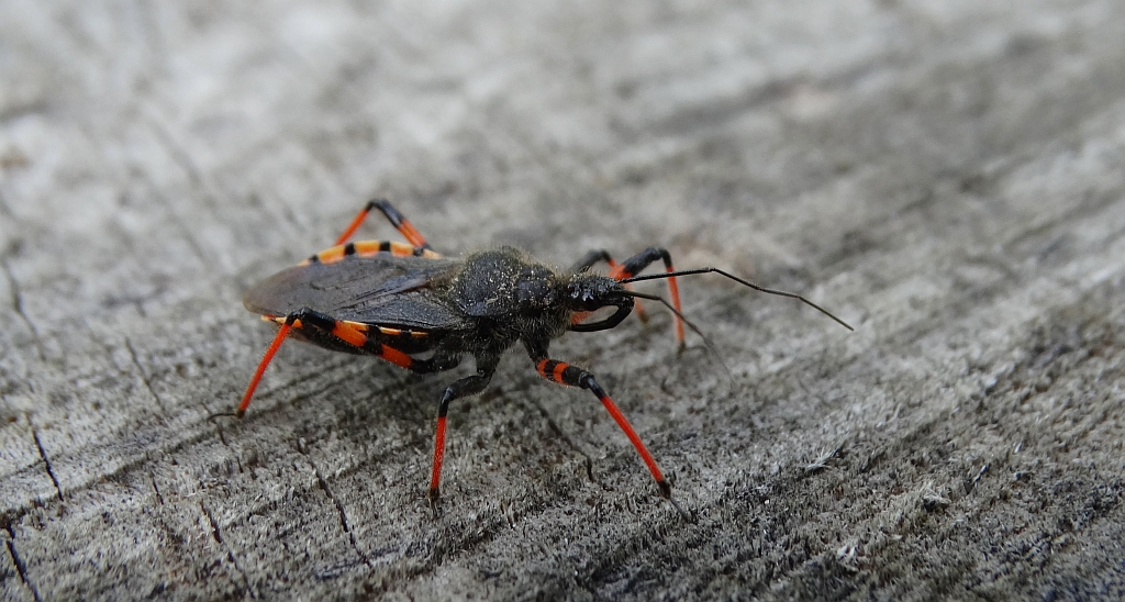 Srogoń napastnik (Rhinocoris annulatus)