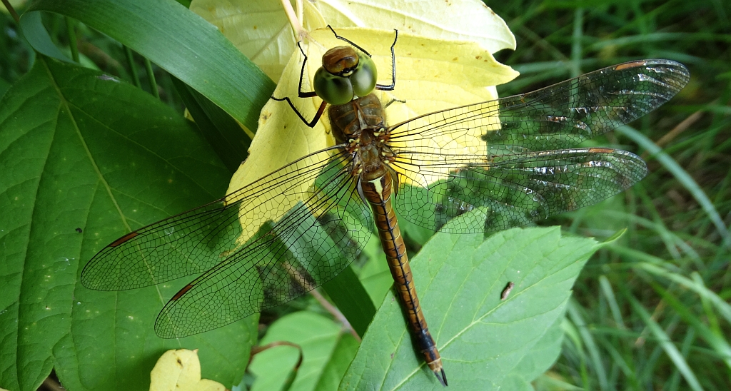Żagnica /żagiew/ ruda (Aeshna isoceles)
