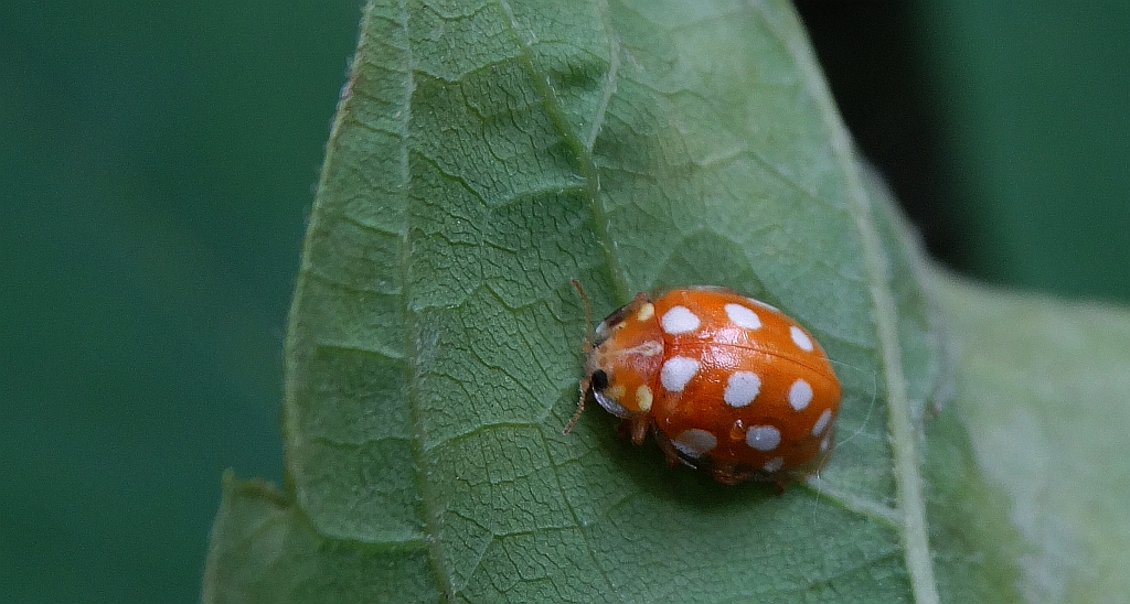 Gielas czternastoplamek, biedronka czternastokropka (Calvia quatuordecimguttata)