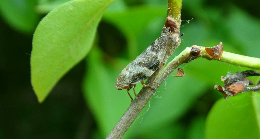 Pienik ślinianka (Philaenus spumarius)