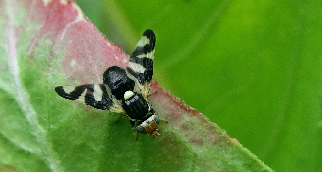 Wyroślówka ostowa (Urophora cardui)