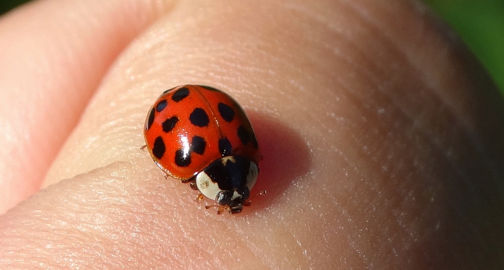 Biedronka arlekin  (Harmonia axyridis)