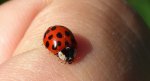 Biedronka arlekin  (Harmonia axyridis)
