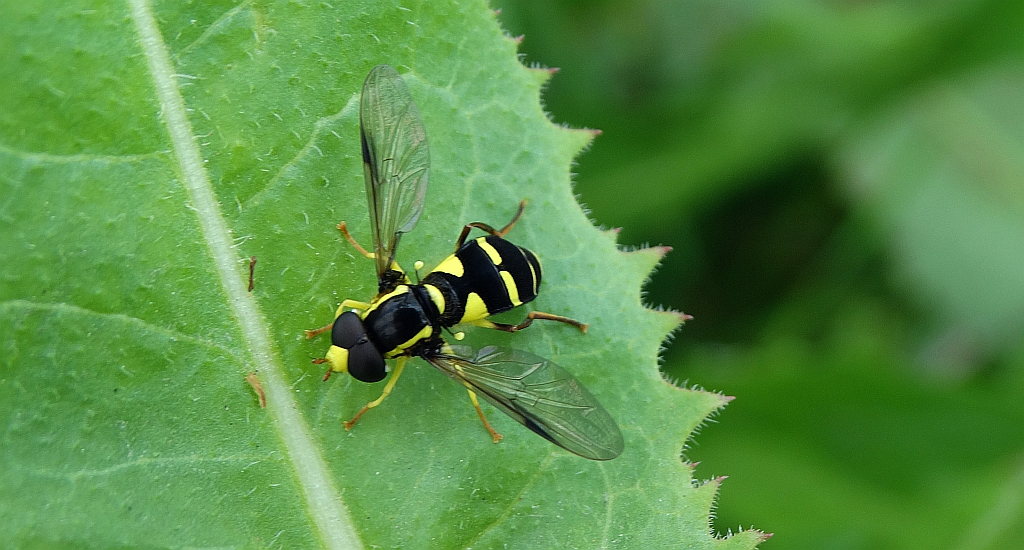 Xanthogramma pedissequum