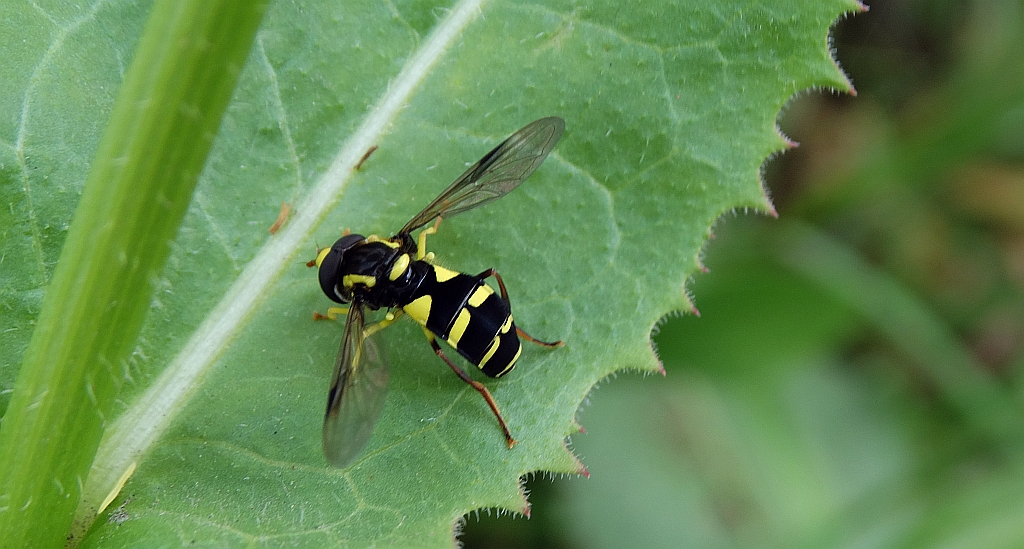 Xanthogramma pedissequum