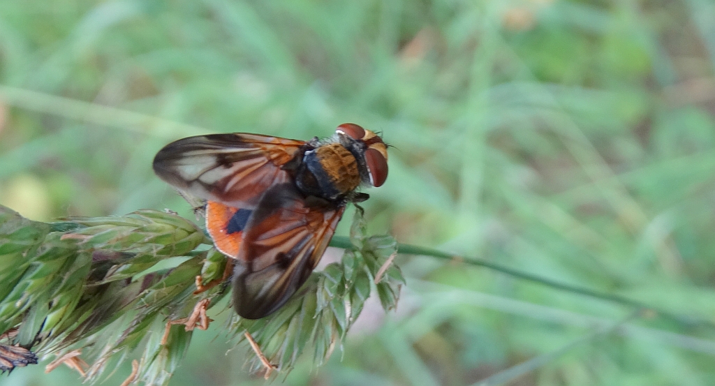 Paśnica tarczówkowata (Ectophasia crassipennis)