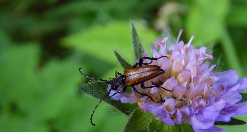 Zmorsznik paskoczułki (Brachyleptura maculicornis)