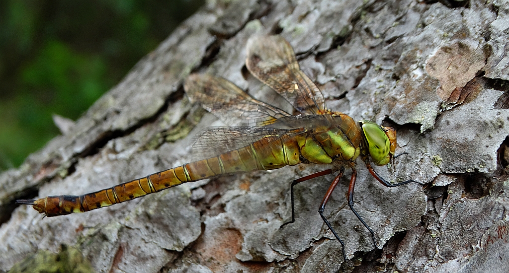 Żagnica /żagiew/ ruda (Aeshna isoceles)