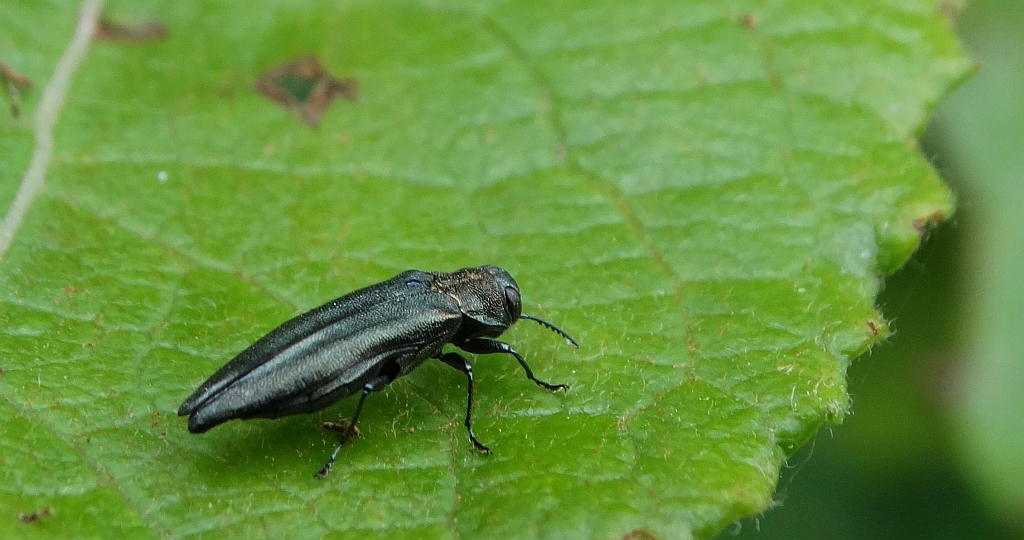 Opiętek zielony (Agrilus viridis)