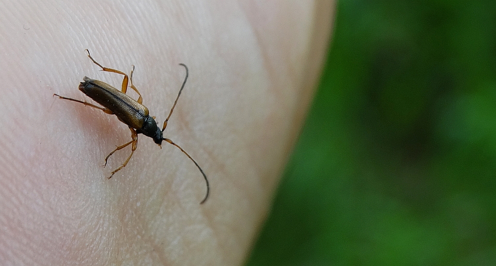 Zmorsznik jodłowy (Anastrangalia dubia)